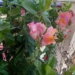 Nightflower Πανσιόν
