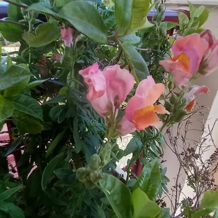 Nightflower Gasthuis